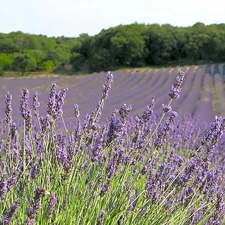 Du Reve O Naturel - Maison De Entre Gorges De L'ardeche Et Gard Saint-Julien-de-Peyrolas